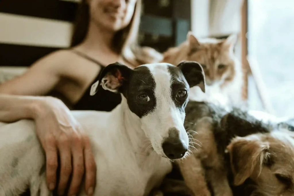holistic approaches to pet wellness